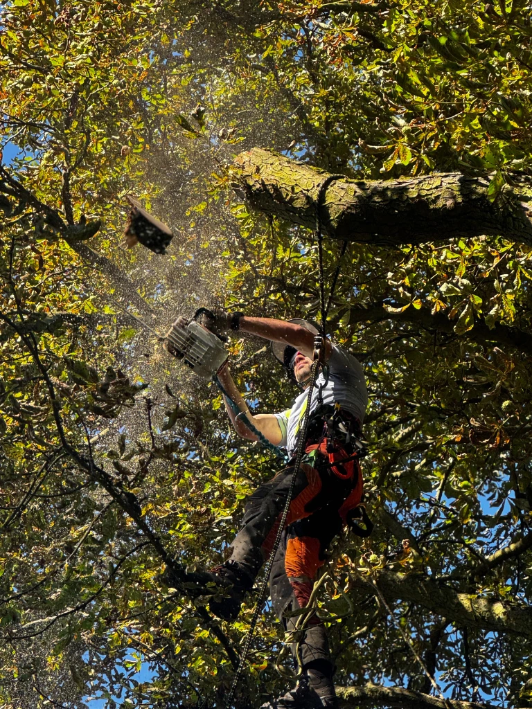 kaceni-stromu-baar-nase-sluzby