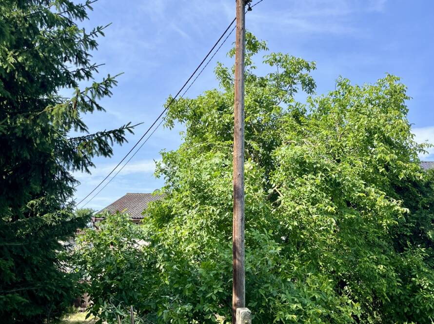 pokácení stromu u elektrického vedení