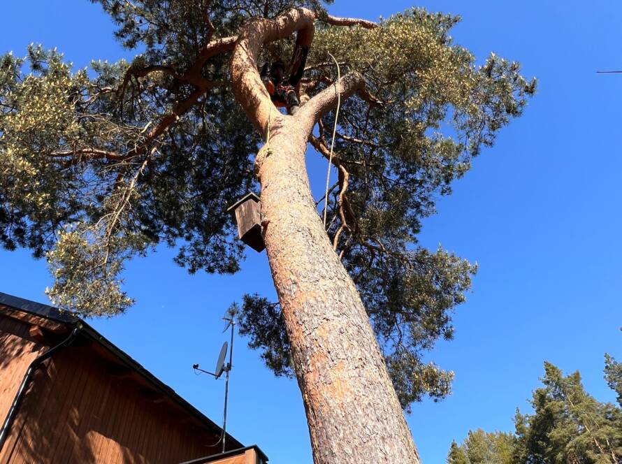 uriznuti-nalomene-vetve-borovice-nad-chatou_baar_5