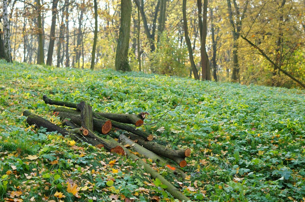 Kdy potřebujete požádat o povolení ke kácení?