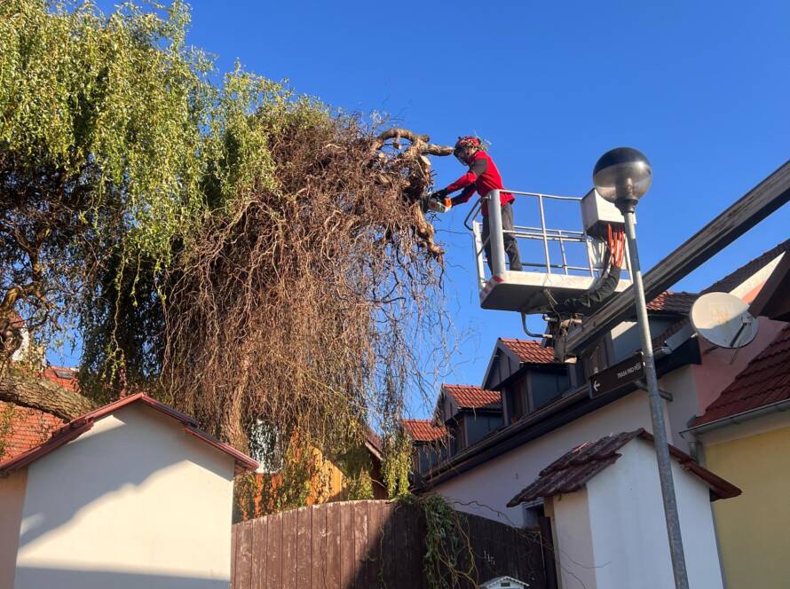rizikové kácení vrby pomocí plošiny