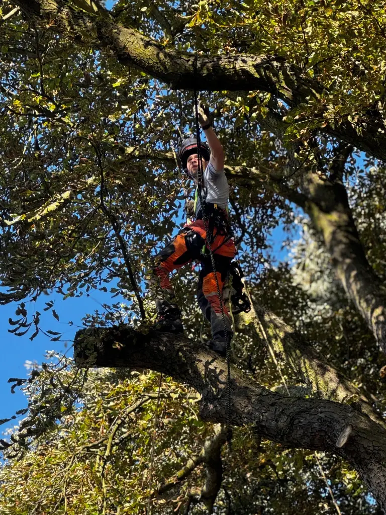 rizikove-kaceni-stromu-lanova-technika